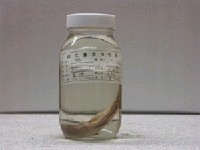 藏品(鰆)的圖片